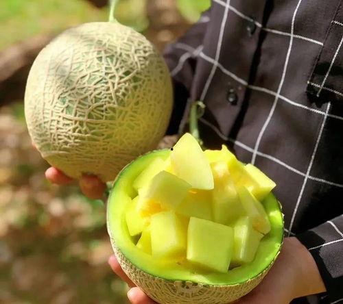 娱乐圈吃瓜橙子,揭秘吃瓜橙子的幕后故事